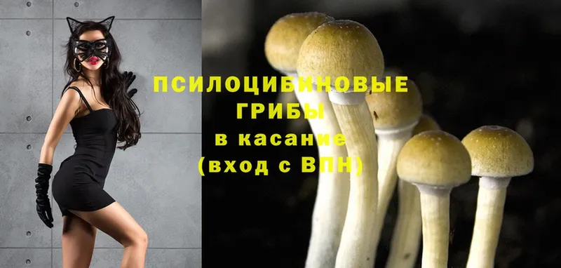 купить  сайты  Зерноград  mega как зайти  Галлюциногенные грибы Psilocybine cubensis 